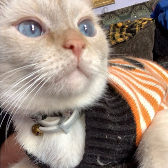 Meet your Posher, Steph marie - Picture 2 of 8